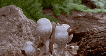 病毒|广东疾控提醒！7月要重点防范4种病