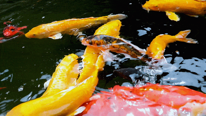 高清锦鲤水池动态壁纸图片