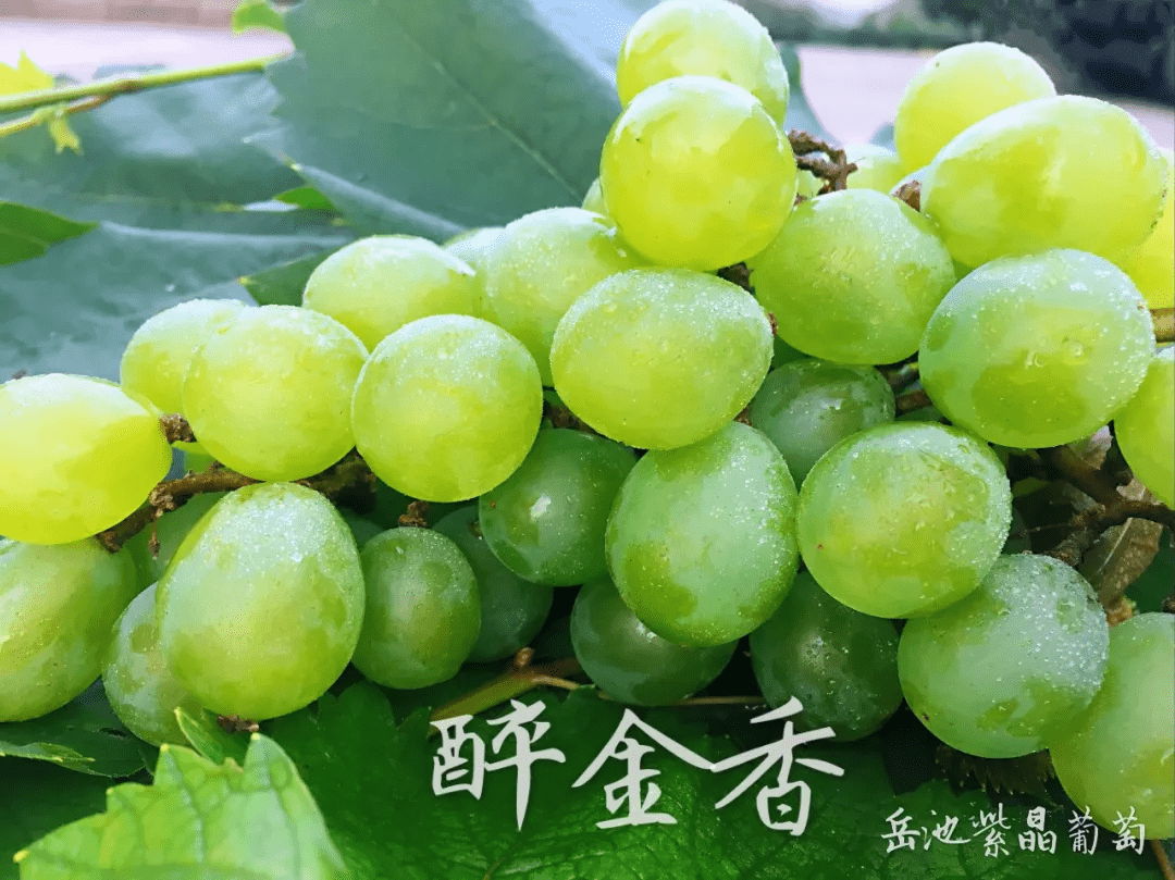 甜过初恋岳池紫晶葡萄成熟啦吃货们赶紧趁鲜下手