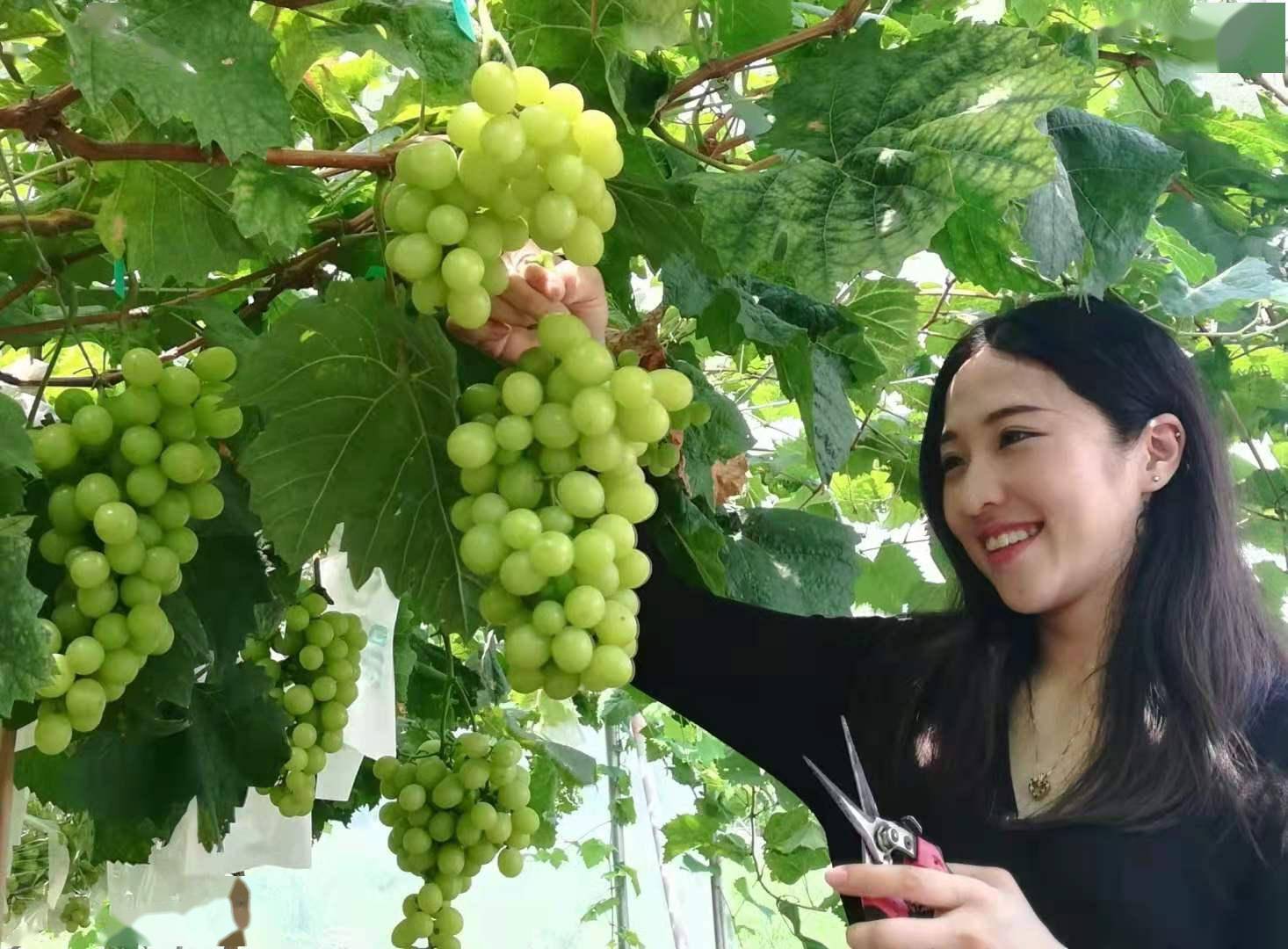 品味自然之果——有机葡萄采摘的乐趣