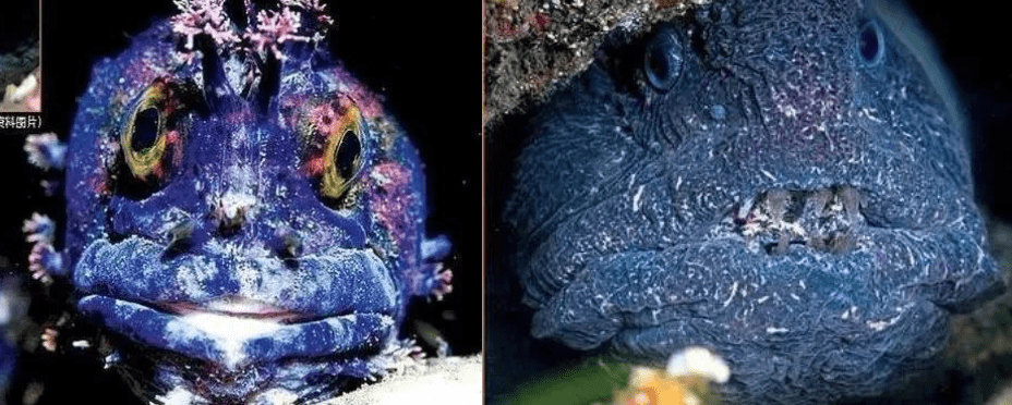 韩国惊现32条腿"异形章鱼",网友:日本核污染后的产物._核辐射