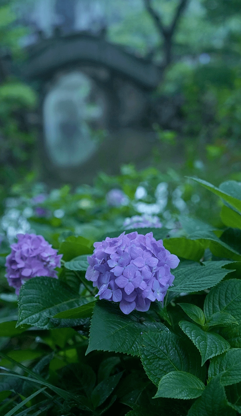 清赏那些关于夏天的雅称你知道多少