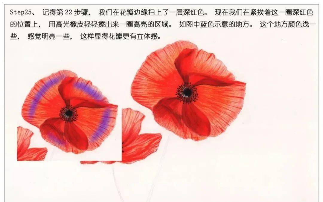 彩铅教程手绘鲜花红色罂粟花