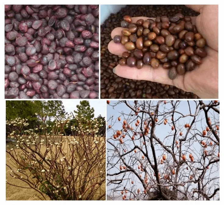 小米是什么植物种子产的 35540e5ae01a47ec884670198e0de0f5.png