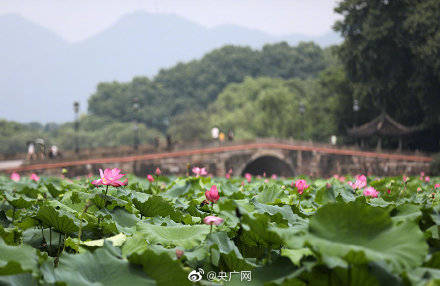 游客|“映日荷花别样红”杭州西湖荷花进入最佳观赏期