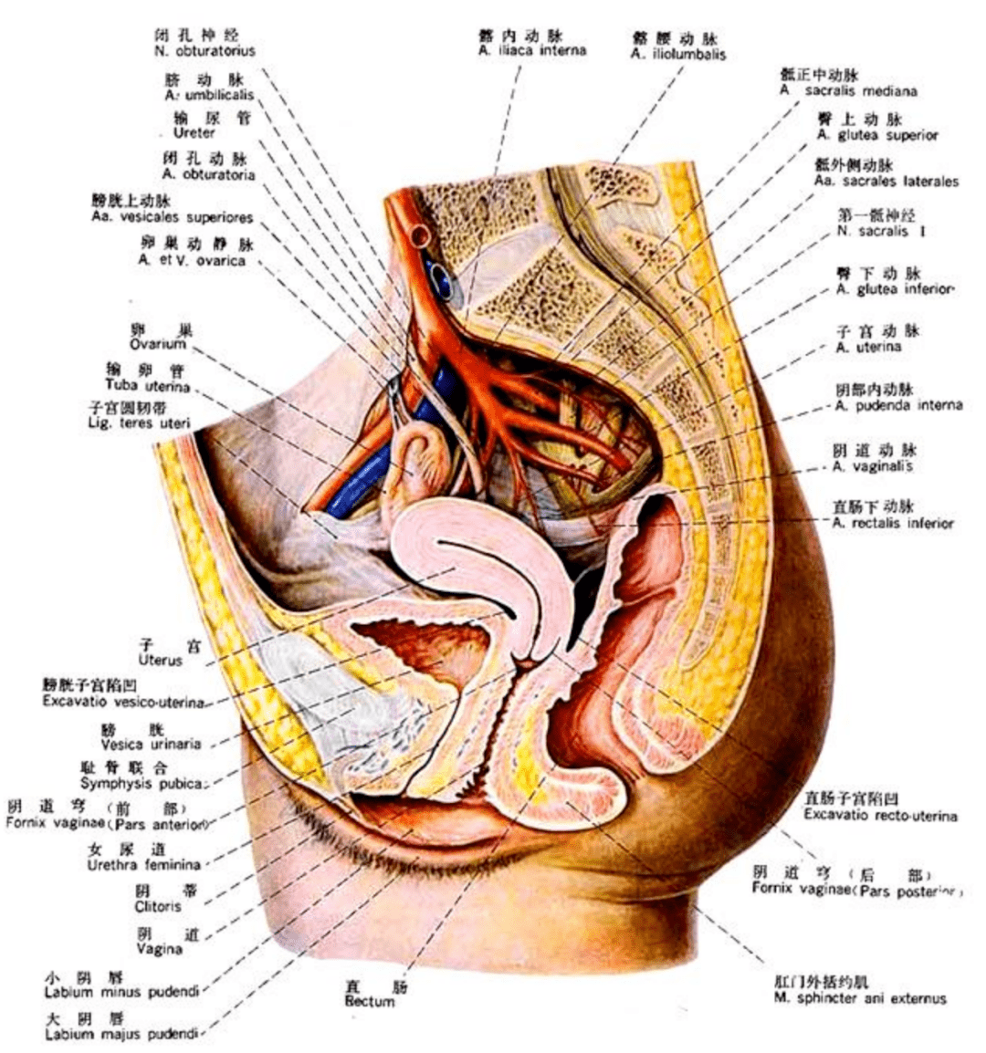 女性肠子与子宫的位置图片