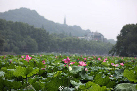 游客|“映日荷花别样红”杭州西湖荷花进入最佳观赏期