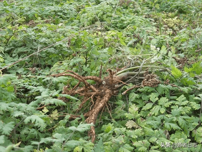 被称为血家圣药的当归原来是这么种植和制作的