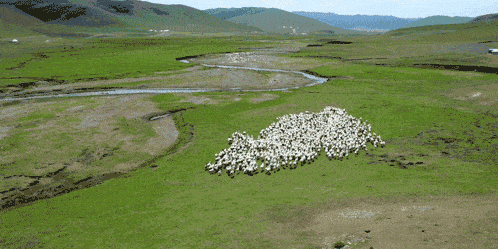 锡林郭勒中国生态羊都即将命名