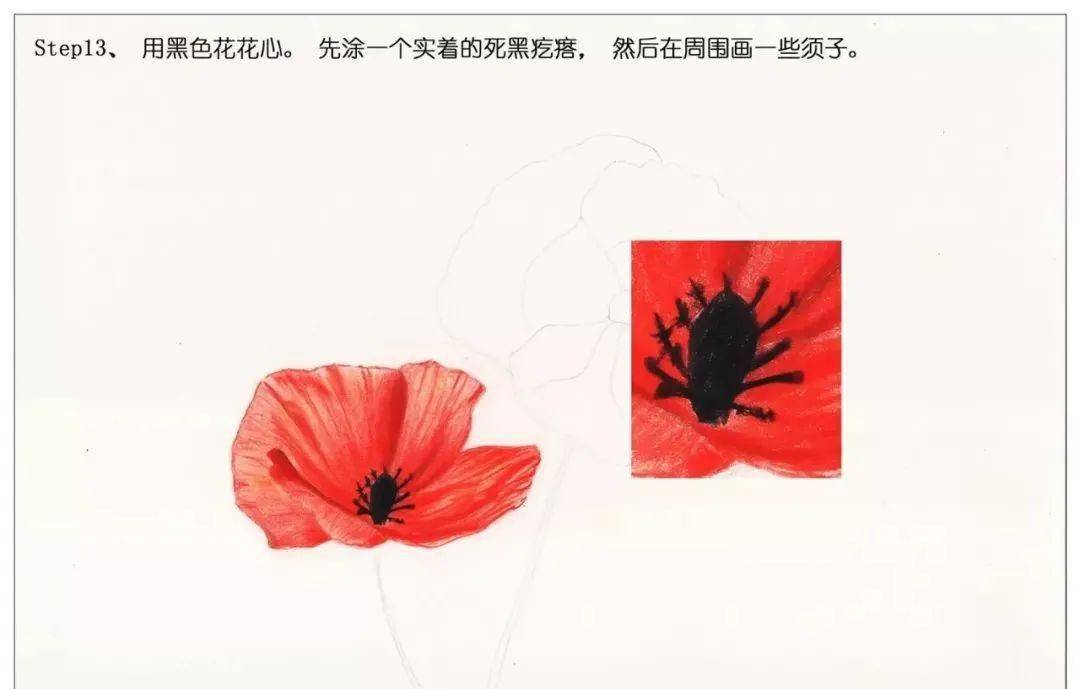 彩铅教程手绘鲜花红色罂粟花