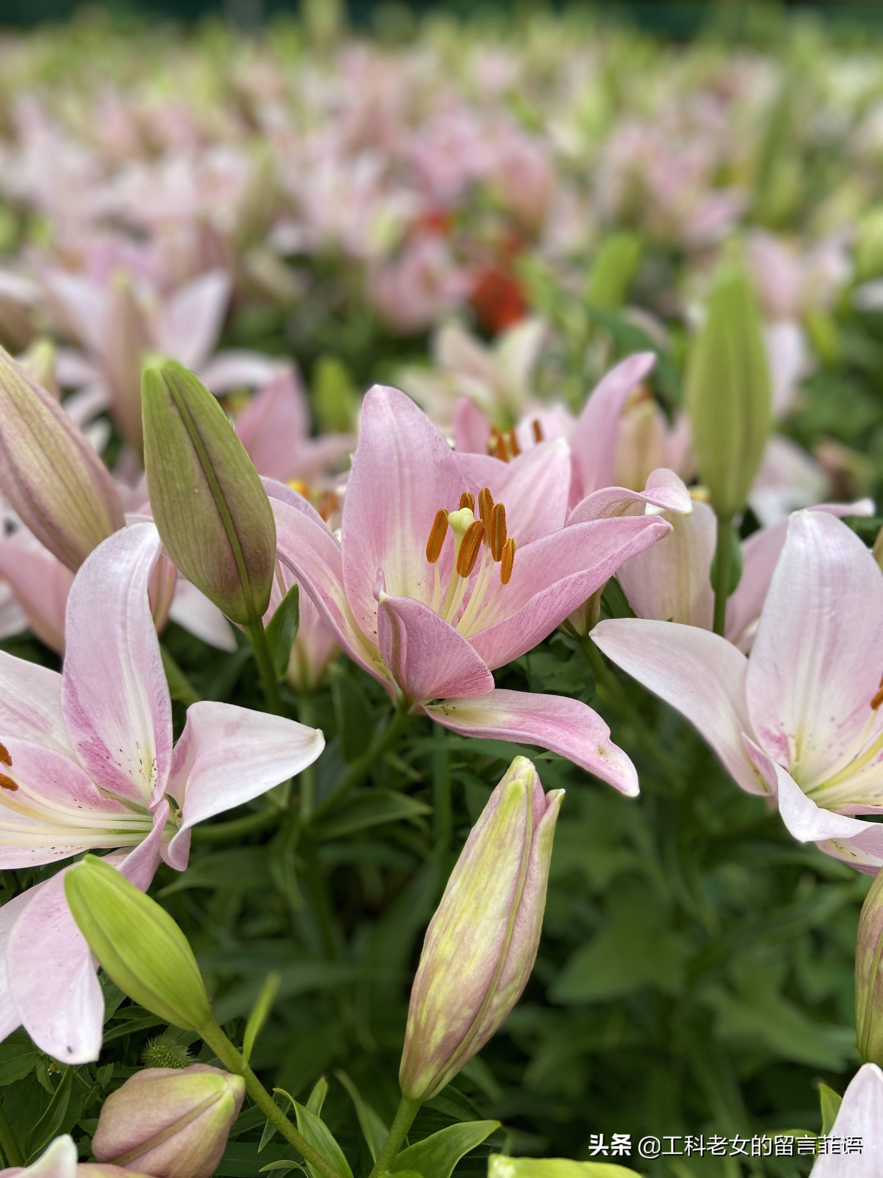 沈阳沈水湾公园你好百合花
