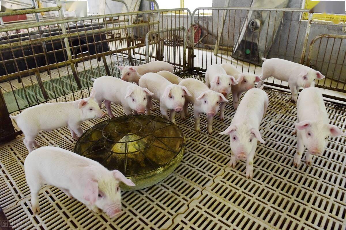 四川非洲猪瘟情况是不是真的,养猪人知道吗?