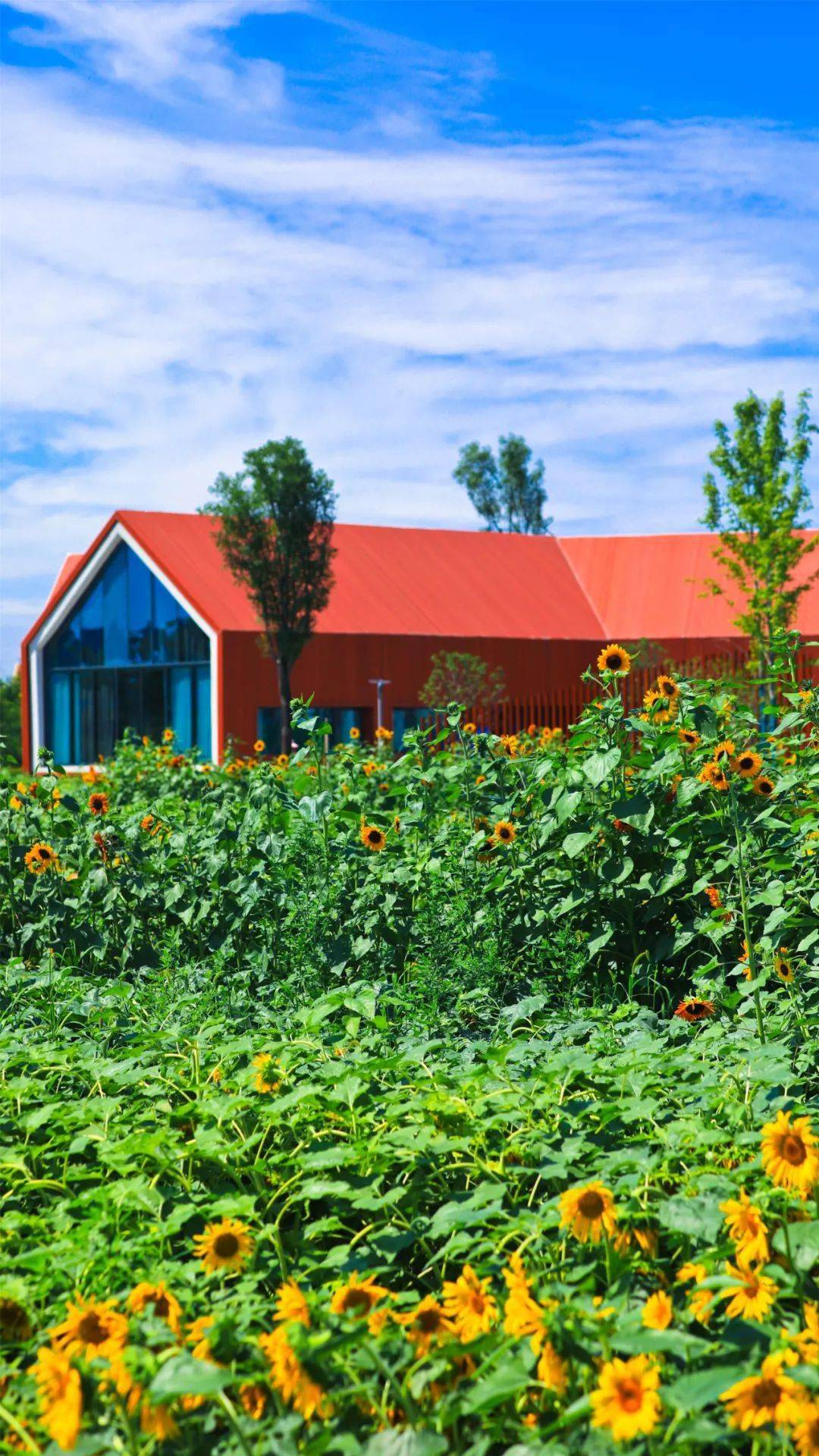 图解 向日葵花开 许你一个金黄七月 郑州 图解 向日葵花开 许你一个金黄七月 郑州