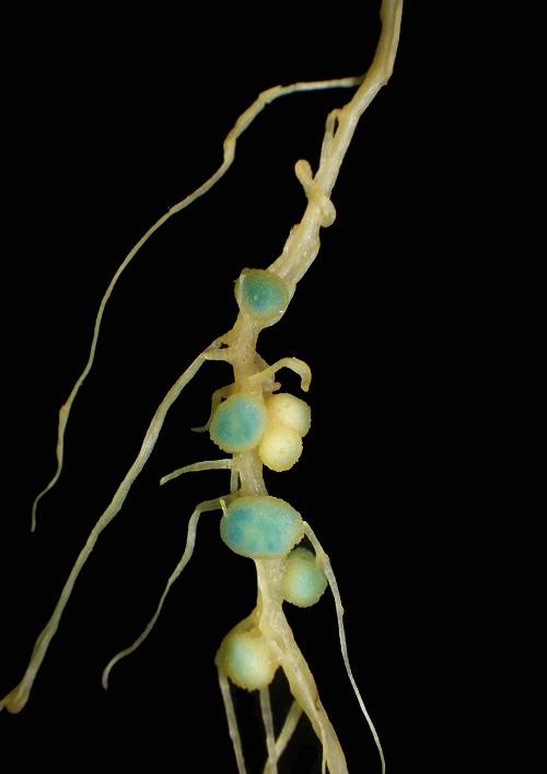 豆科植物与根瘤菌图片