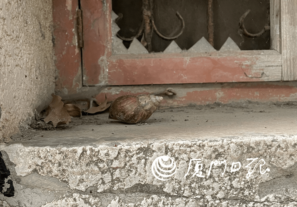 厦门多地大蜗牛出没!能玩吗,能吃吗?专家:千万别!