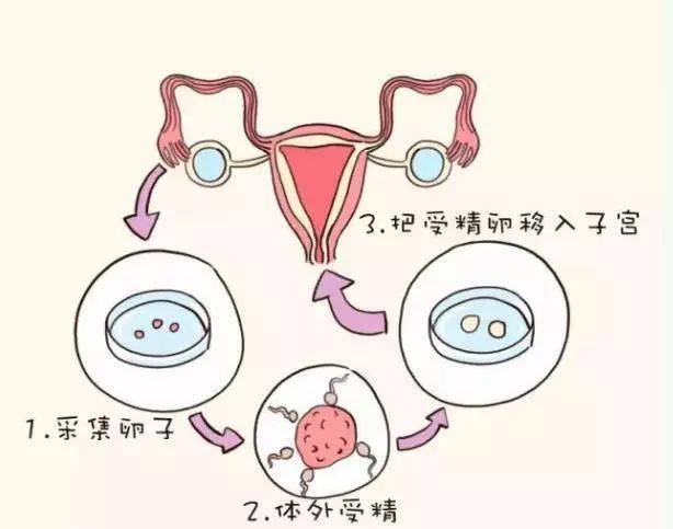 为何这么多明星都生双胞胎