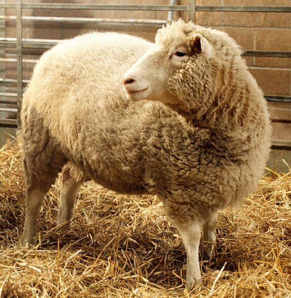 革命|外媒：克隆羊“多莉”诞生25周年