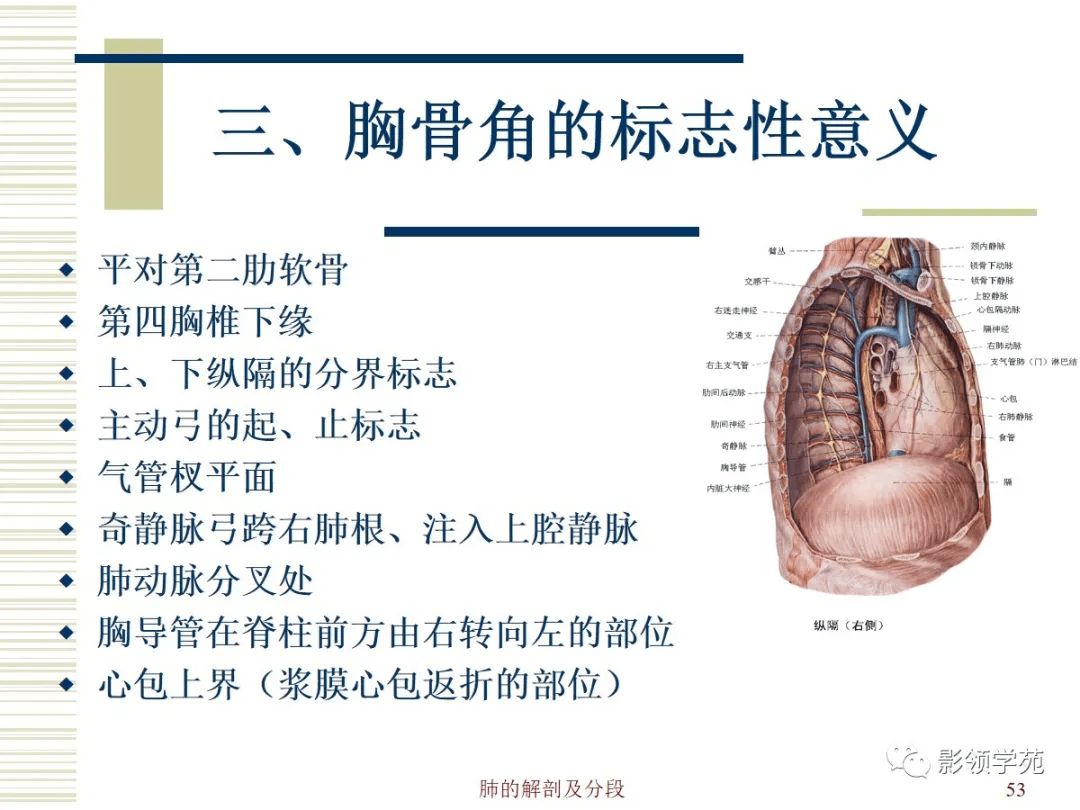 肺部解剖與分段_平臺