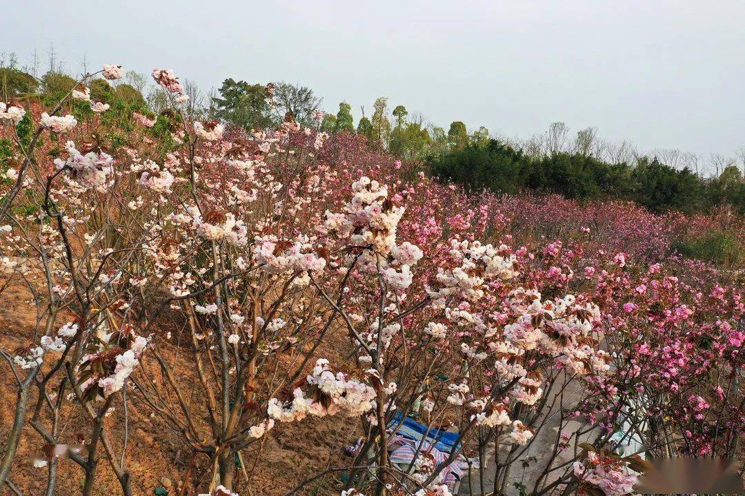 长寿湖露营基地 桃花图片