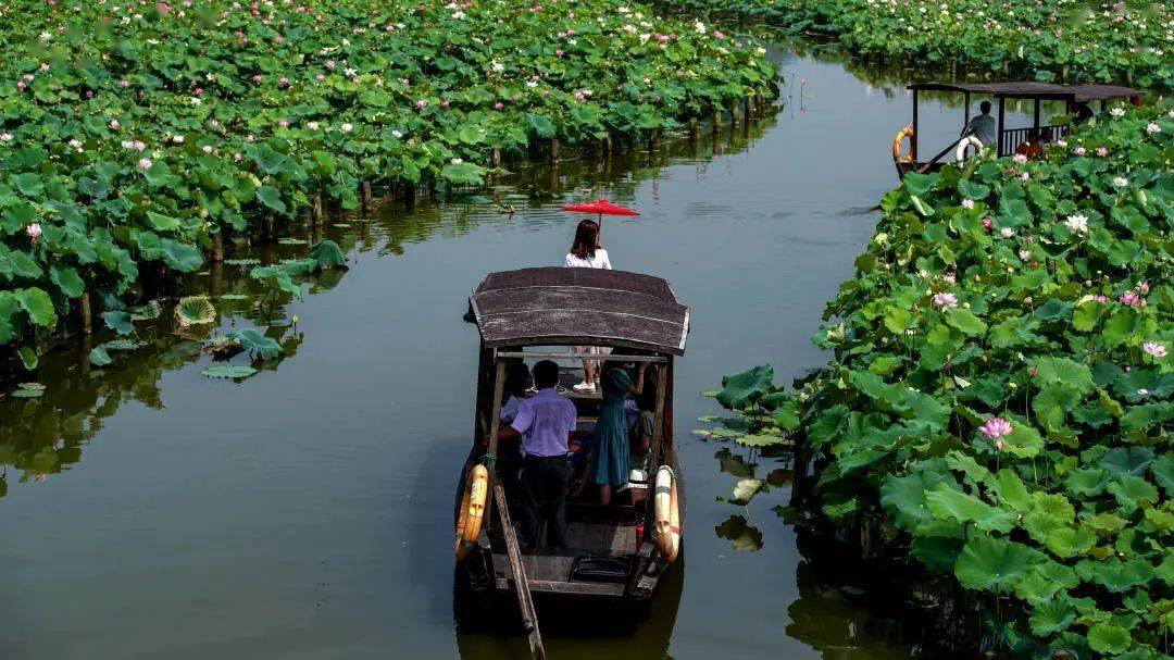 46000㎡荷花艳压夏天杭州人私藏的乘船观赏路线
