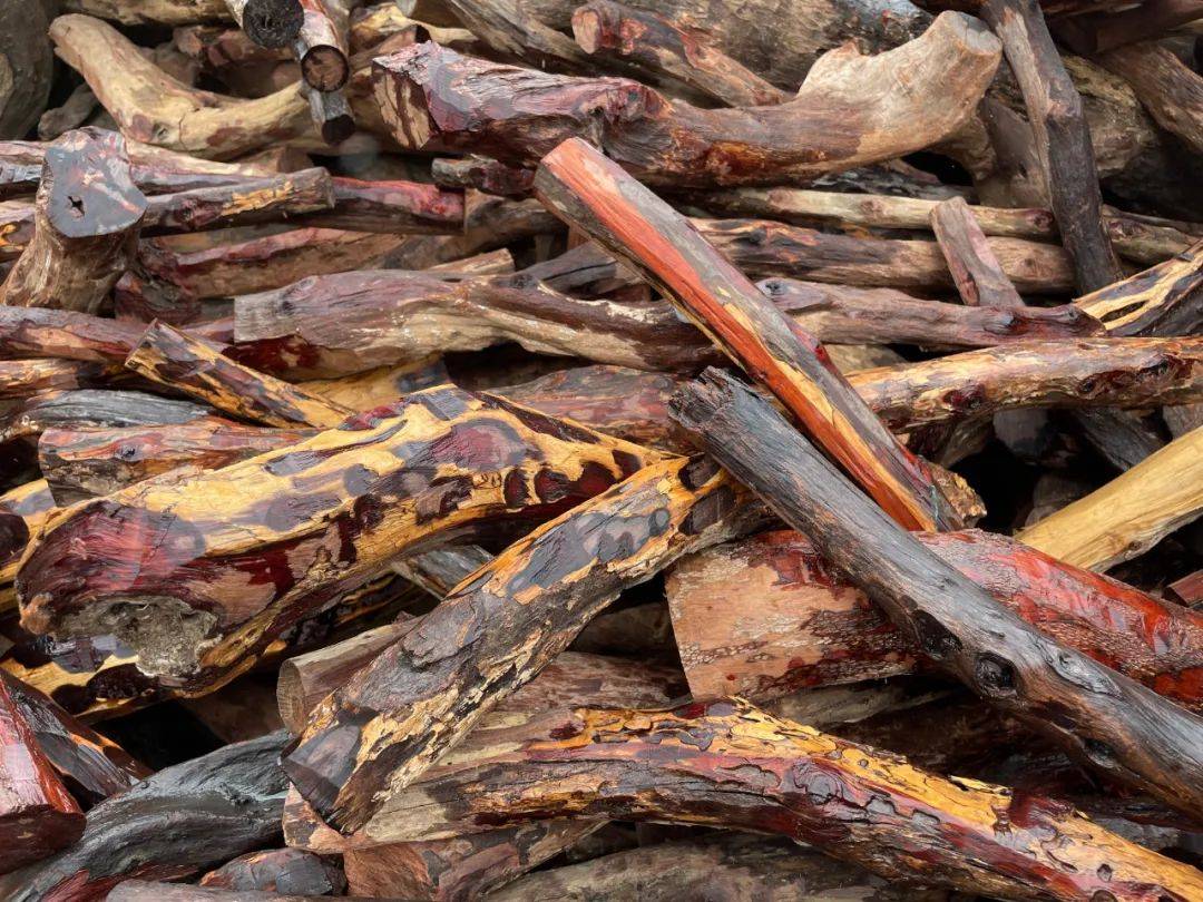 根据《濒危野生动植物种国际贸易公约》和我国相关法律条例,以伪瞒报