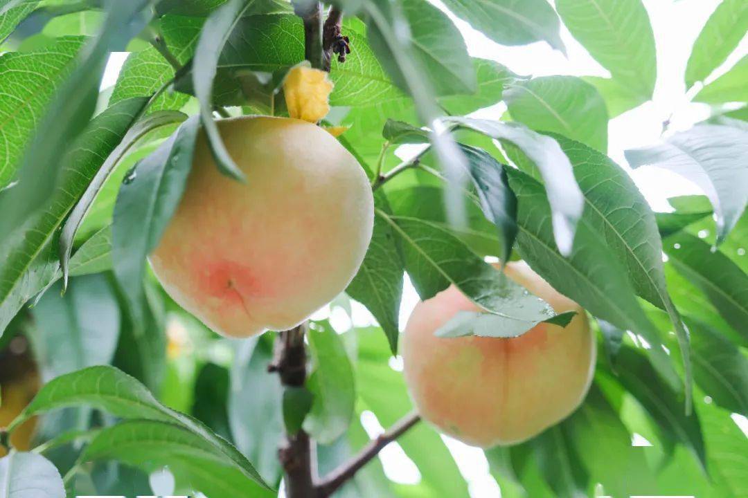 赶紧抢饱满多汁的奉化水蜜桃第二件半价