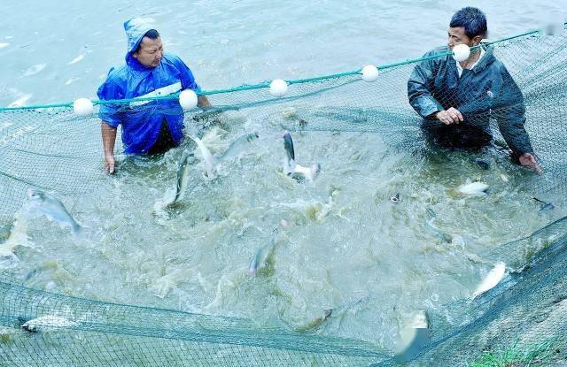 鱼苗养殖高产技术