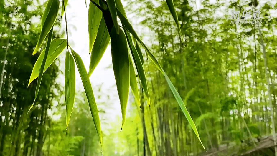 新华社聚焦阜阳这些美景