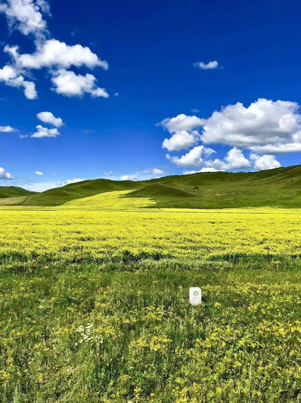 绿草蓝天白云盛夏的呼伦贝尔大草原