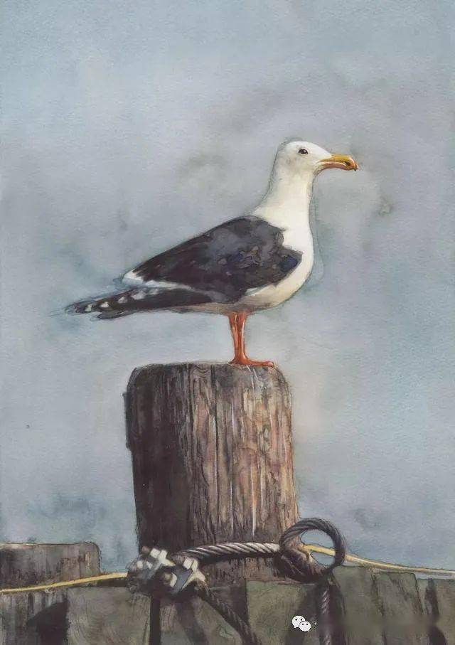 艺术家拉多斯拉夫马里诺夫海鸥水彩画系列作品欣赏