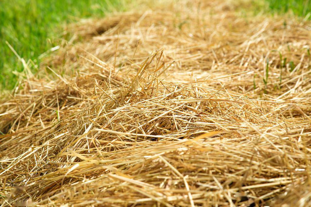 豆秸豆秸有大豆秸,豌豆秸和蚕豆秸等,其叶片大部分脱落,秸秆含木质素