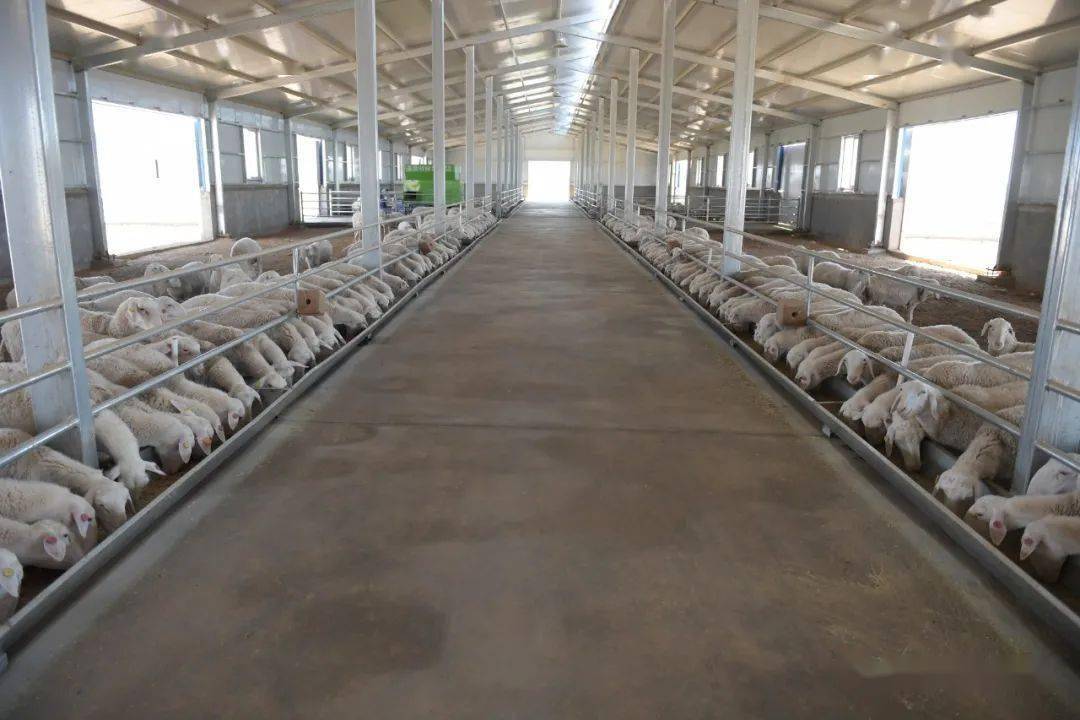 这个新建成的养殖场占地61亩,建有4栋羊舍,每栋1800平方米;一个无害化