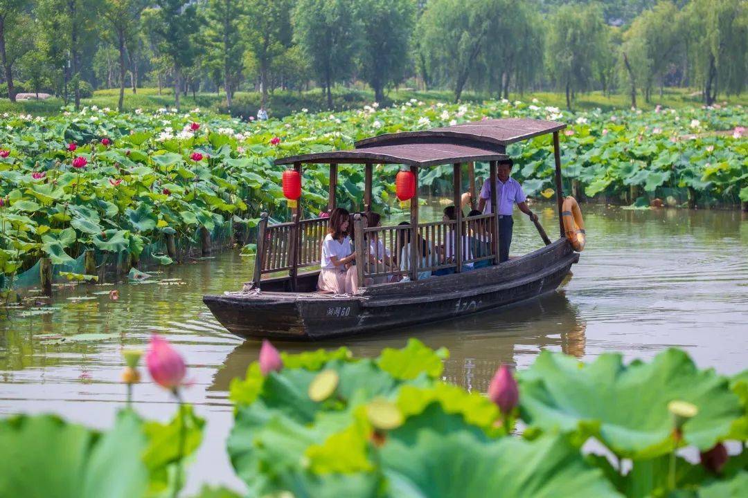 46000㎡荷花艳压夏天杭州人私藏的乘船观赏路线