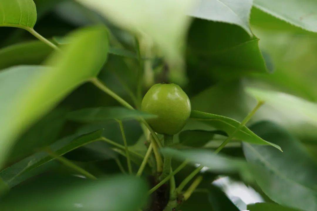 绿果 来自搜狐网