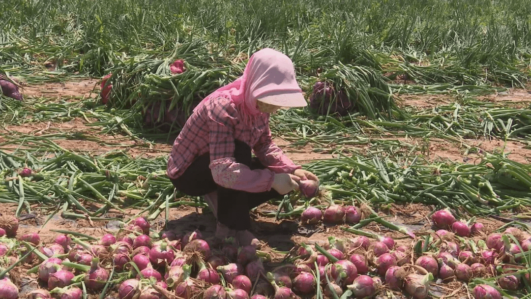 高台23万亩洋葱抢鲜上市
