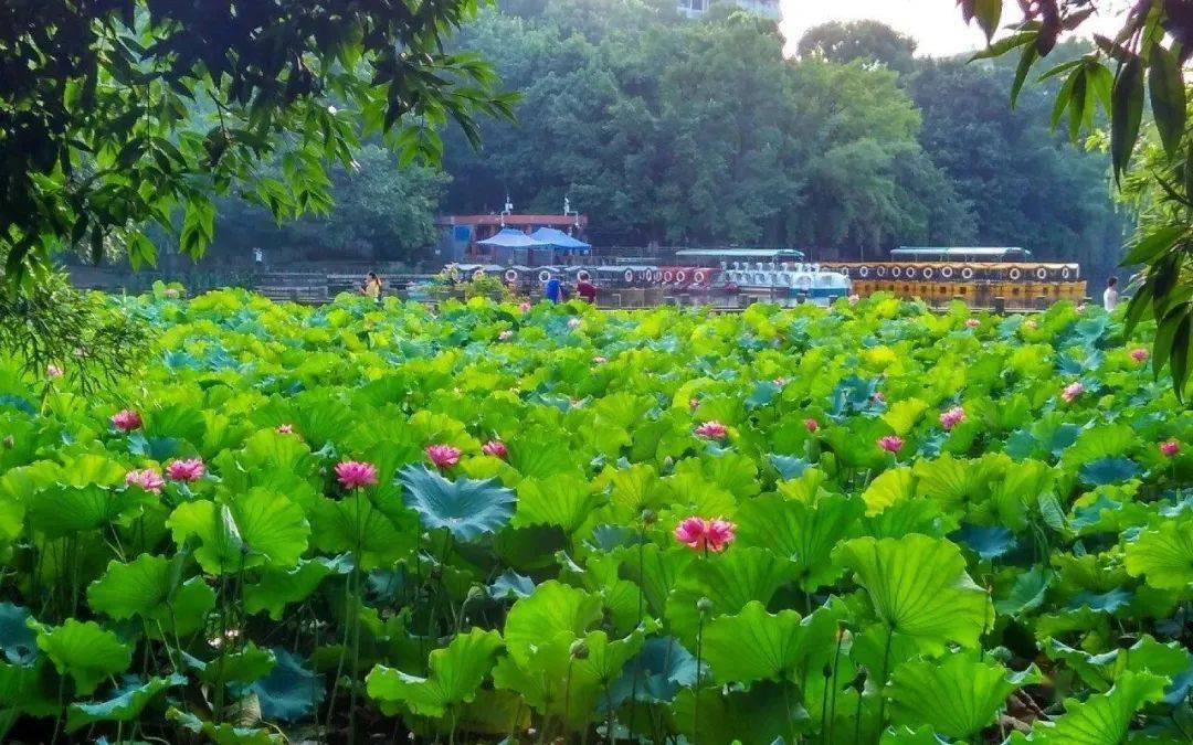 闪着光芒挨挨挤挤的荷叶青翠欲滴水波潋滟,莲叶田田荷塘一眼望去图源