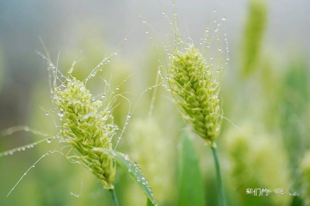 麦芒_麦芒