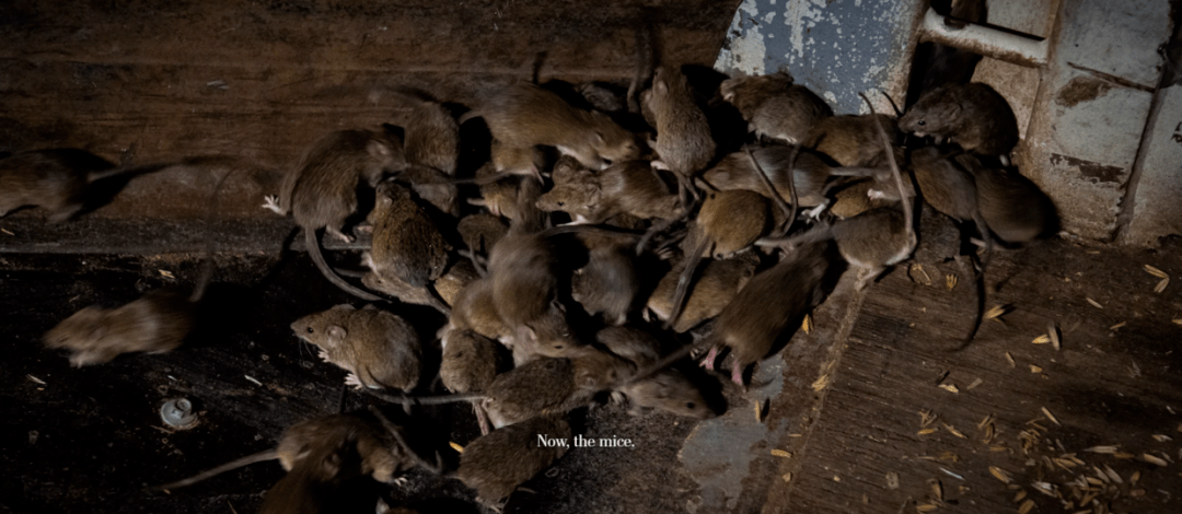 澳洲老鼠泛滥成灾图片