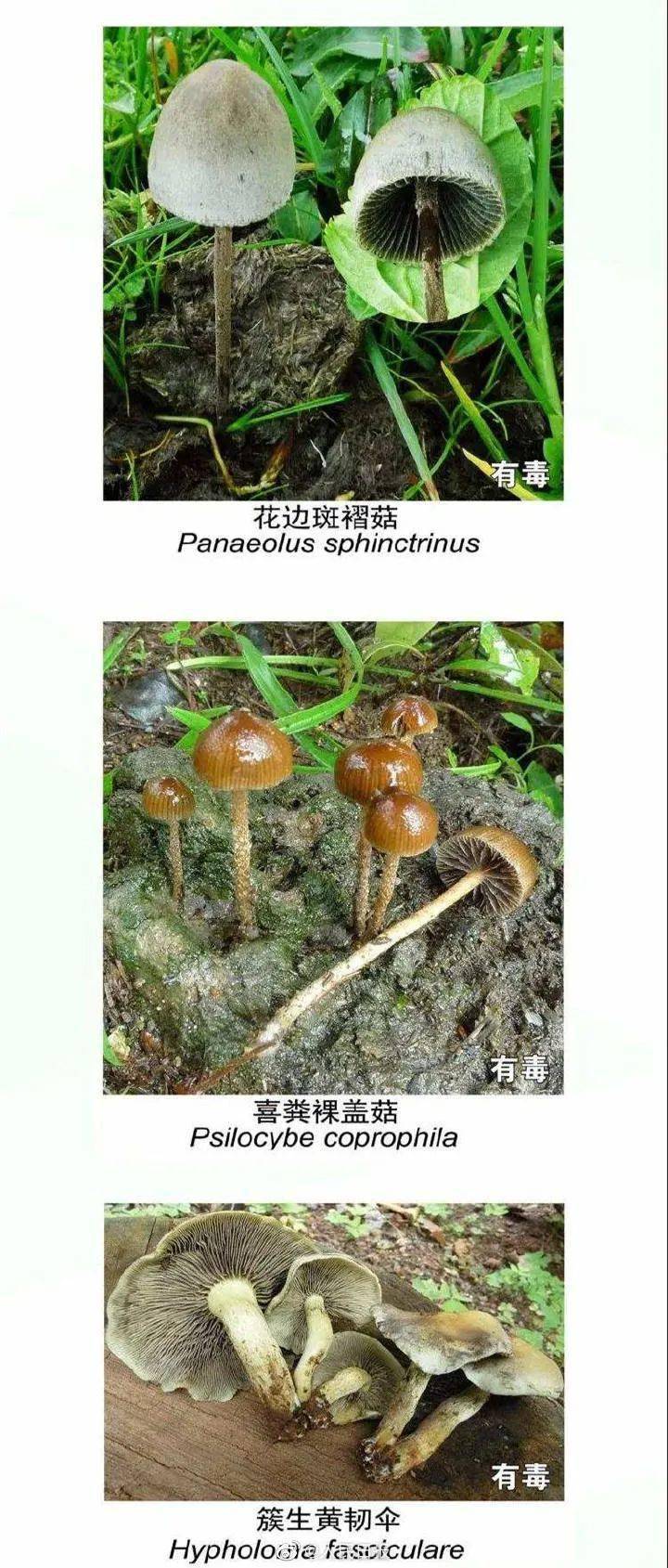 来源:云南省卫生健康委,云南疾控,梨视频,人民日报,都市时报 编辑