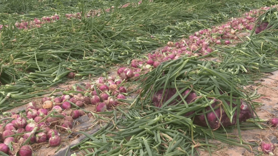 高台23万亩洋葱抢鲜上市