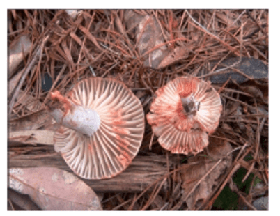 砚山干菌人难分辨的火炭菌中毒率高达70