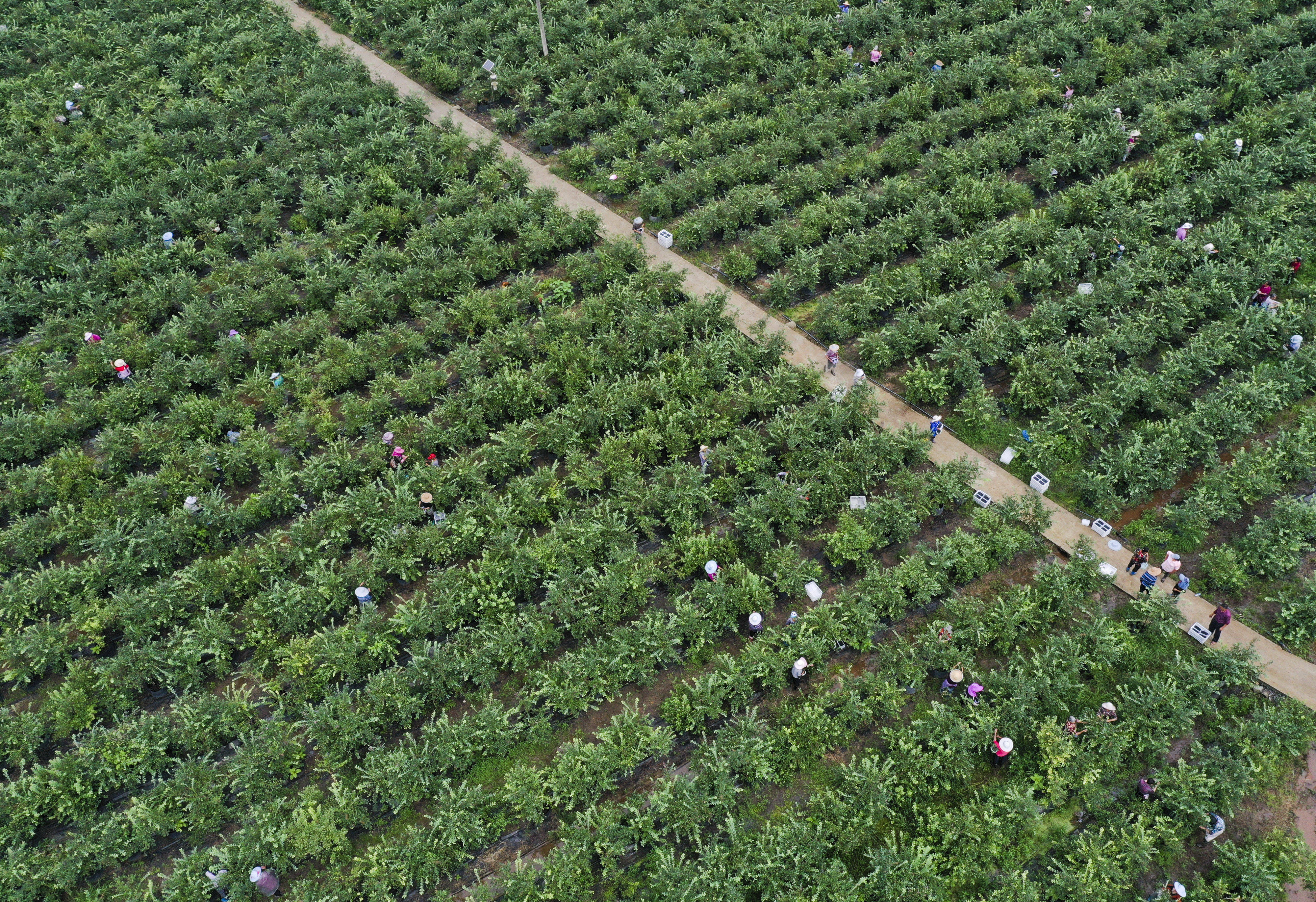 重庆南川:多措并举推动蓝莓产业高质量发展