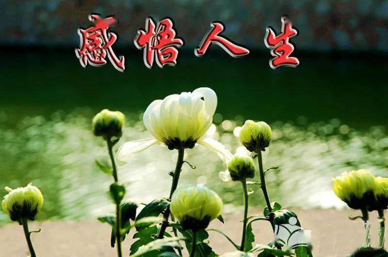 感悟人生(精美带字图片)