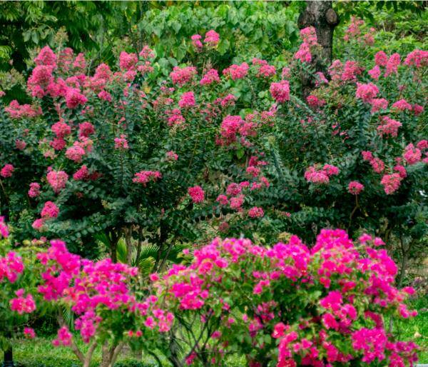 盛花期|“夏紫薇”，全城盛开！