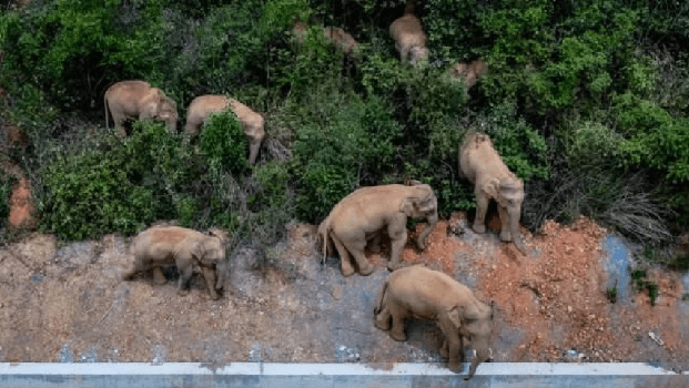 shows|Great story of China's ecology conservation efforts one after another