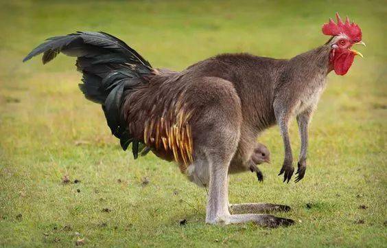 太稀奇了!你绝对没有见过的稀世奇照!_大象