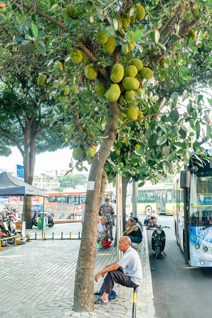 南宁市树扁桃树出售图片