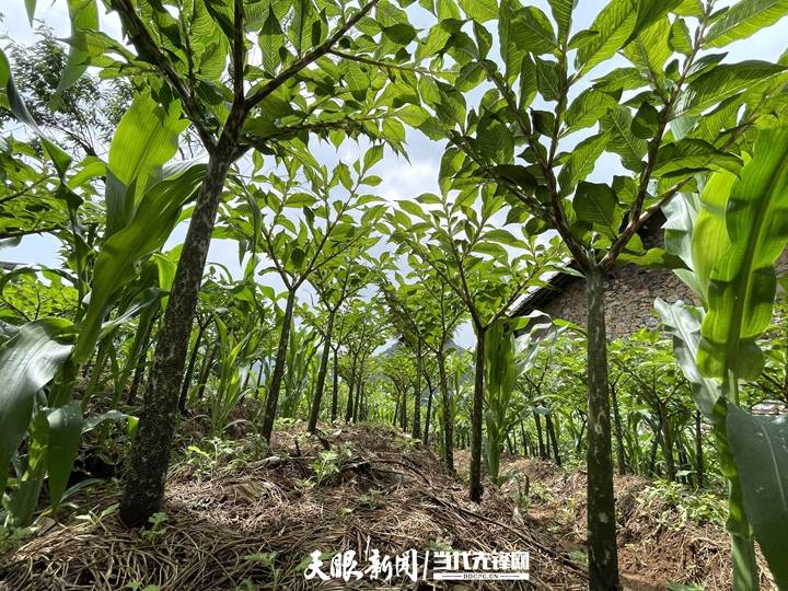 小魔芋大魔力貴州赫章的兩名村幹部在大山深處探索產業路子