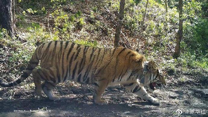 shows|Great story of China's ecology conservation efforts one after another