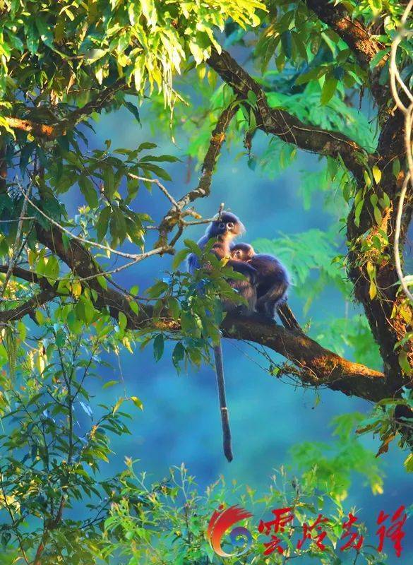 亚洲密林生活秘辛：绿长尾猴的幕后故事